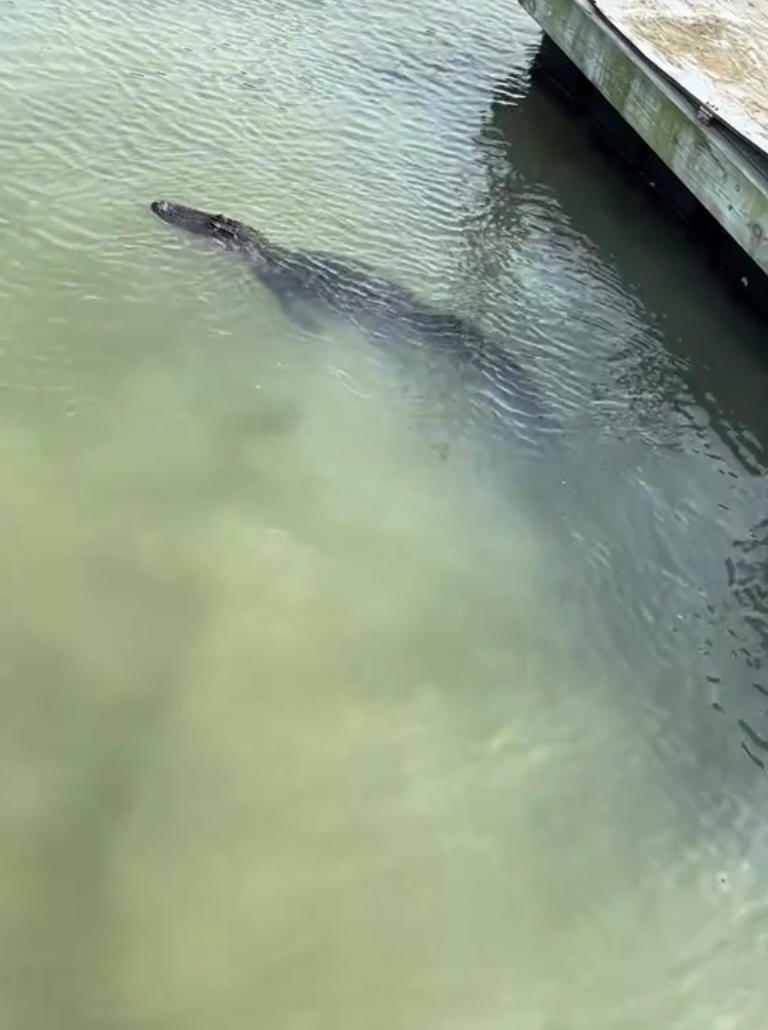Sharks and alligators bizarrely spotted swimming together in South