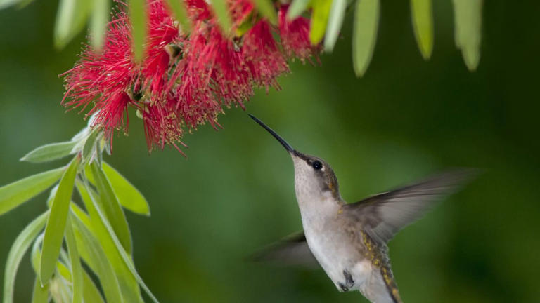 Why do hummingbirdsfight? Wildlife experts answer this age-old question