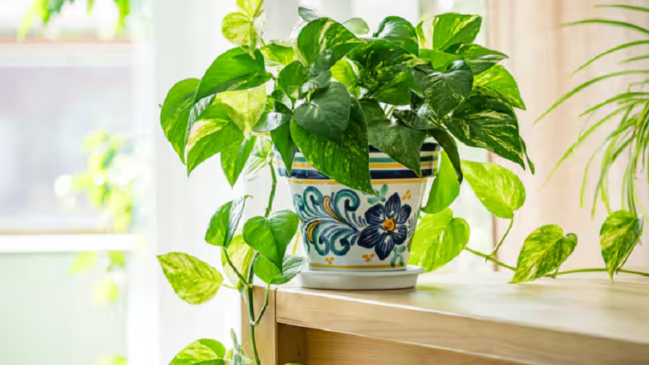 Gardening Tips: Know the special tip to make the money plant green ...