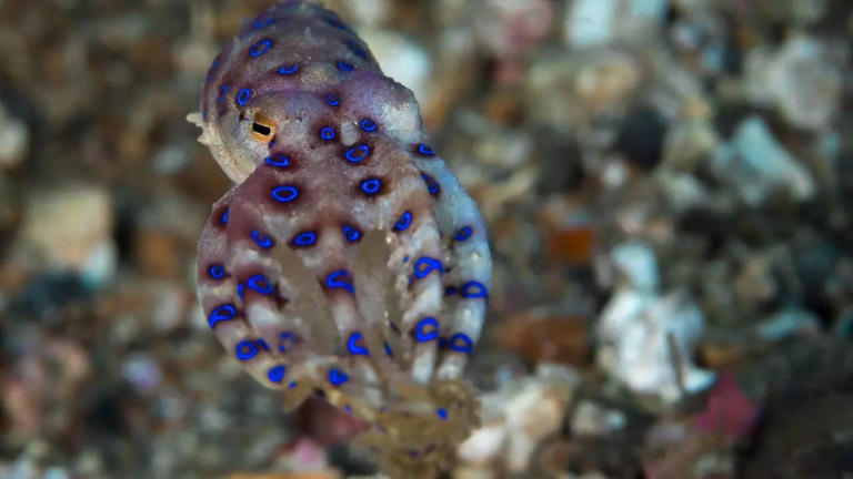 Discover 5 octopus species that make the ocean even more mysterious