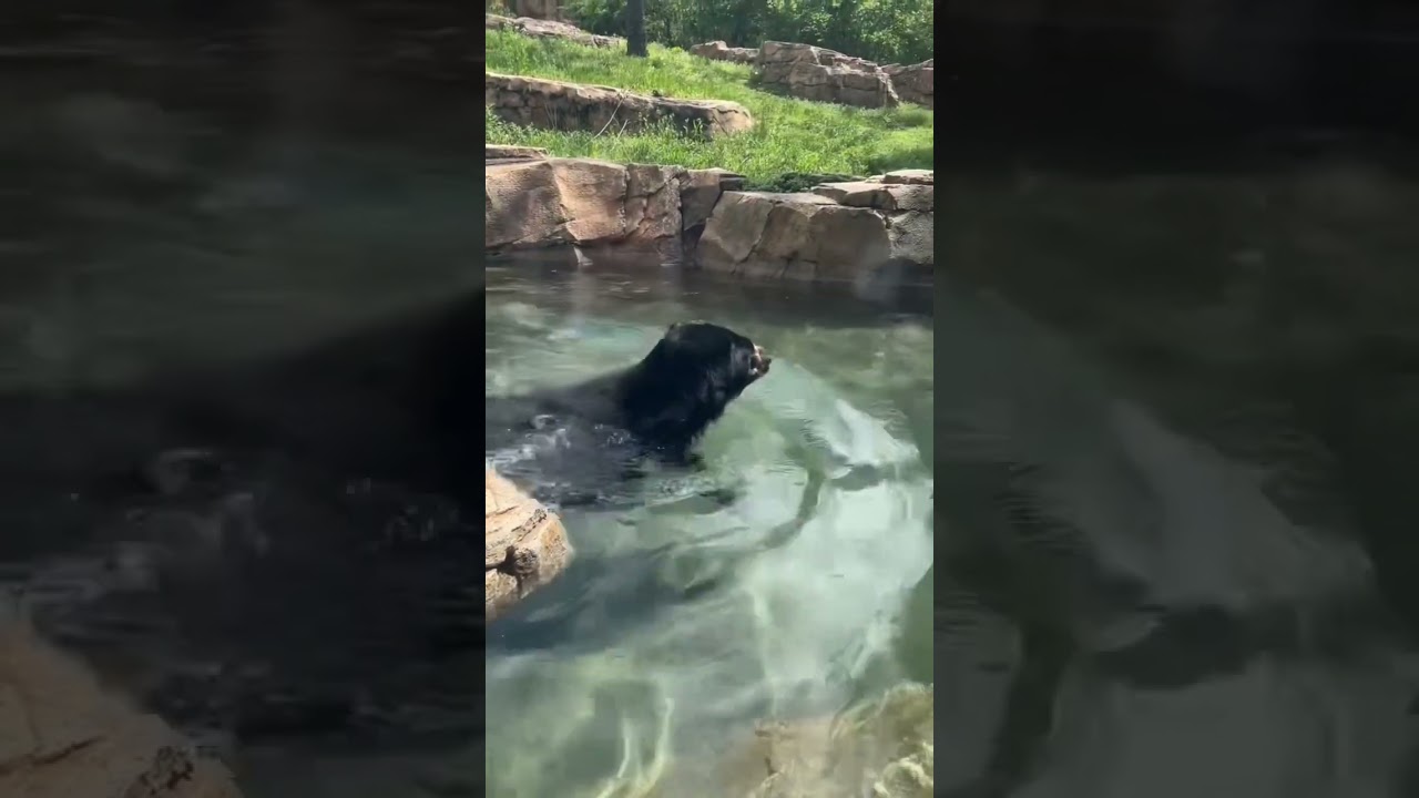 Watch a massive black bear enjoy a relaxing pool time