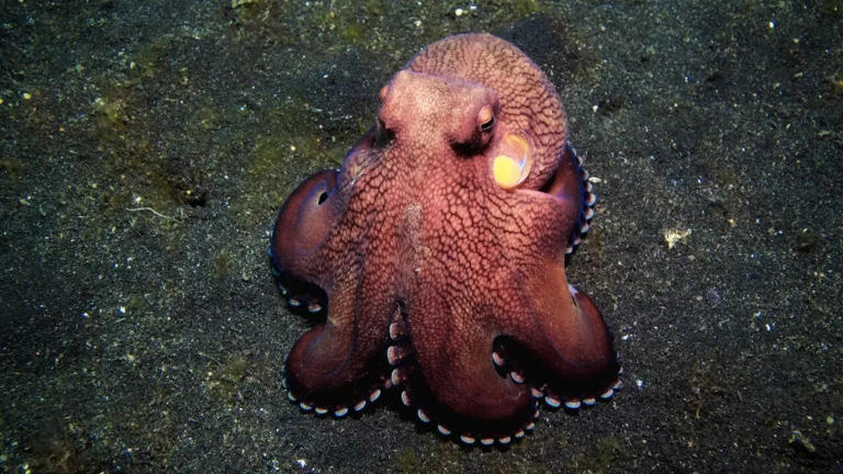 Discover 5 octopus species that make the ocean even more mysterious