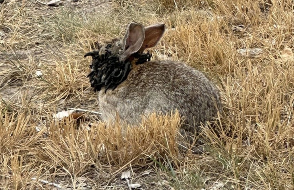 ‘Frankenstein’ rabbits with tentacles seen in US – should humans be ...