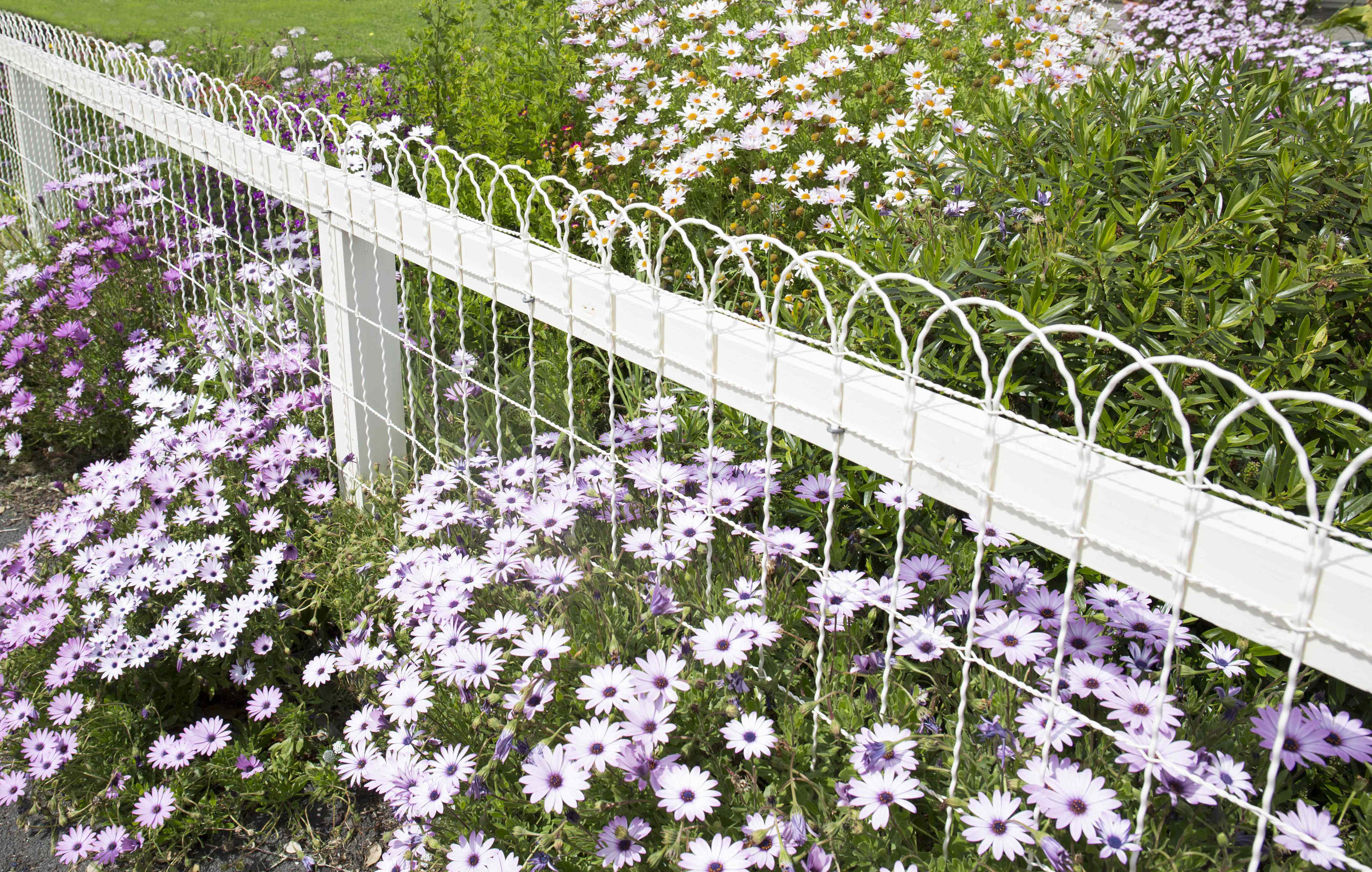 Are You Allowed To Cut A Neighbor's Flowers Growing Into Your Yard?