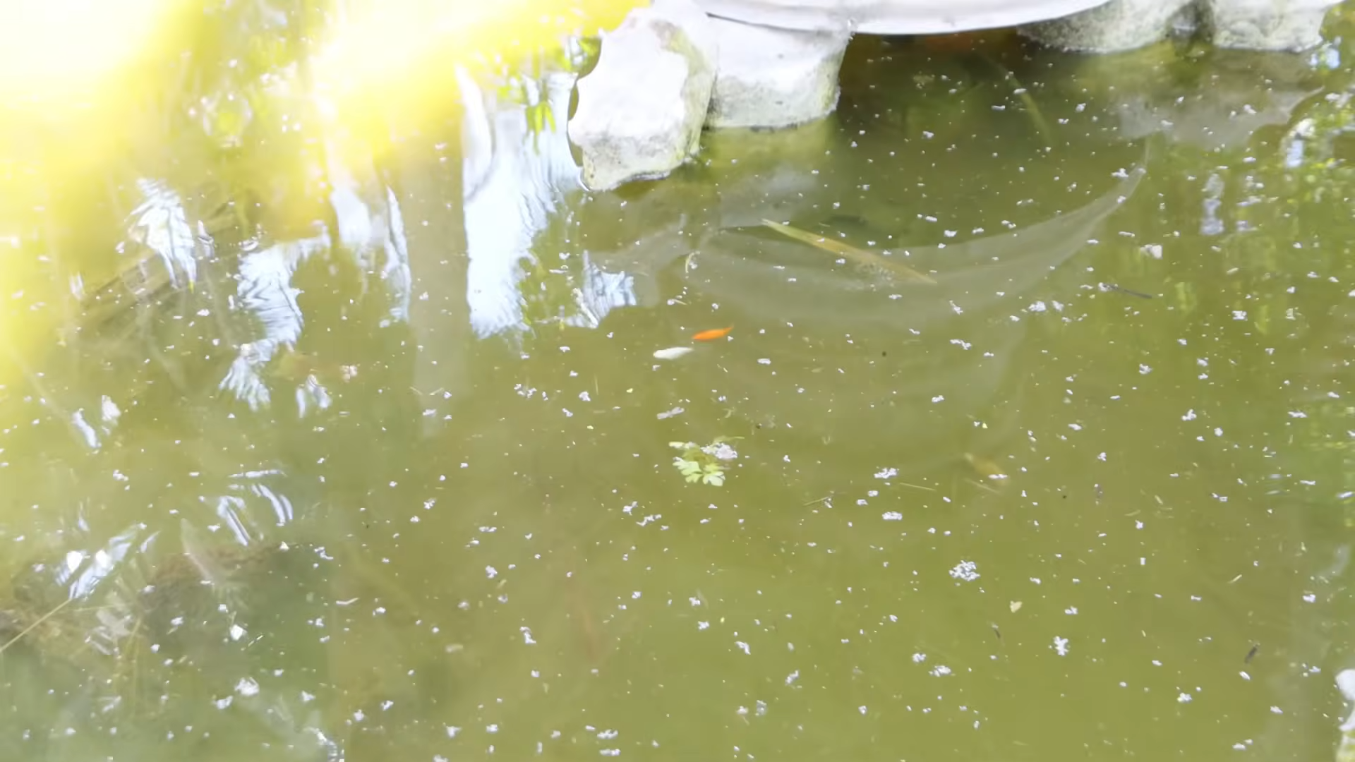 Trapping Aquarium Fish from an Abandoned Fountain Pond