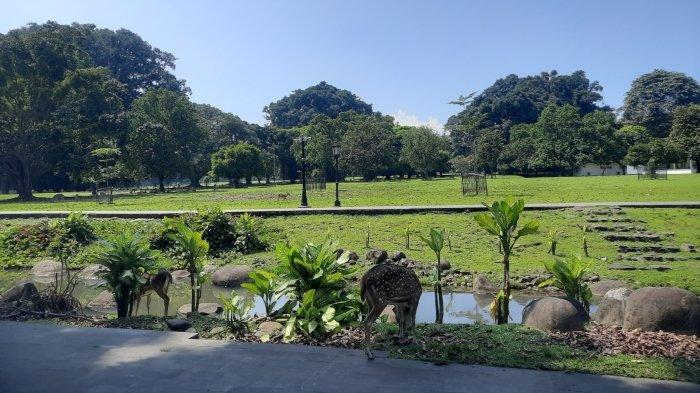 Liburan Anak di Bogor: Jelajah Kebun Raya dan Bermain Air di The Jungle
