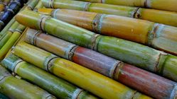 Tebu: Manfaat Kesehatan yang Tak Terduga