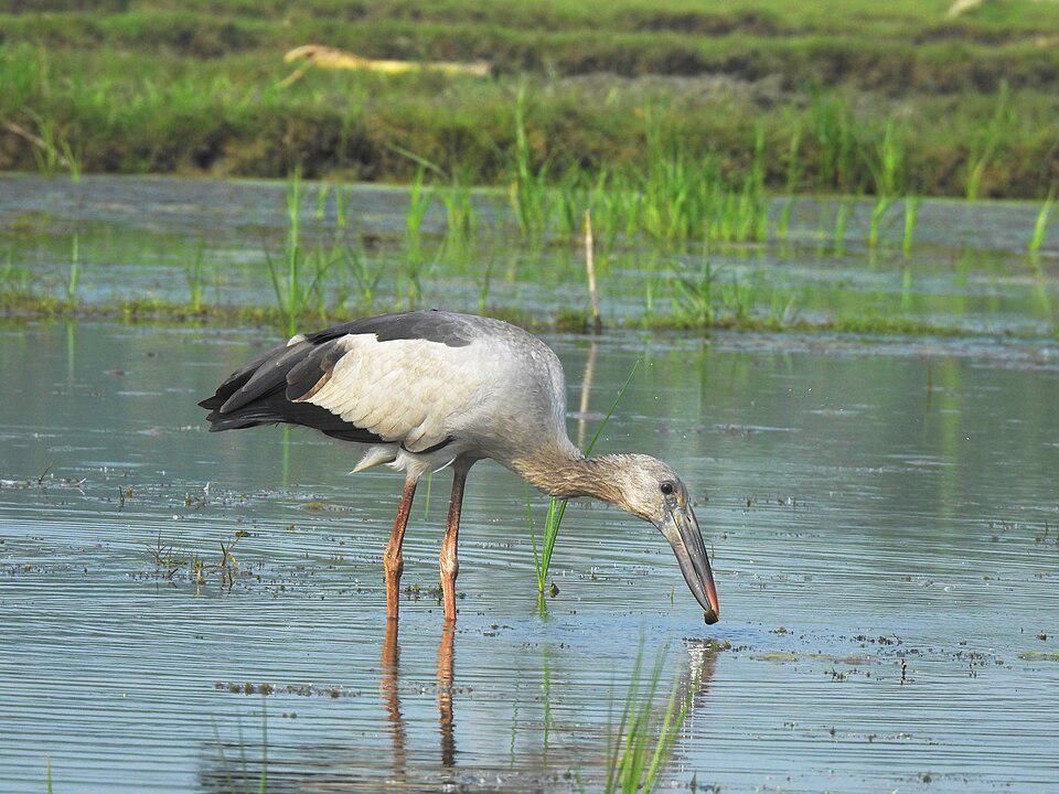 7 Fakta Menarik Burung Bangau Asia, Penjaga Alami Pengendali Hama