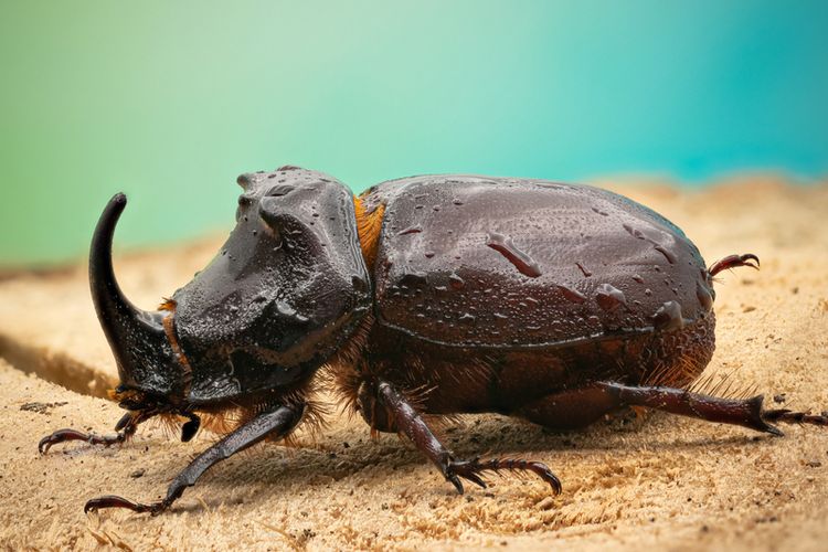 Mengapa Banyak Spesies Berasal dari Garis Keturunan Sedikit?