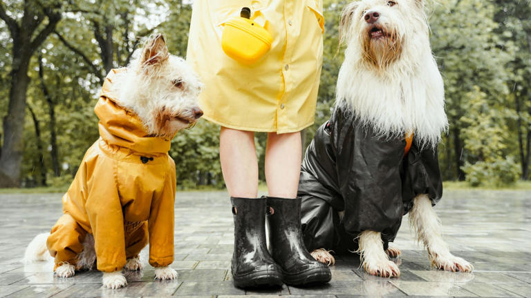 Image for Ihr Hund ist Ihnen viel ähnlicher, als Sie denken (und das ist kein Zufall)