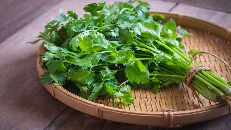 Green coriander gets spoiled even after keeping it in the fridge. Try ...