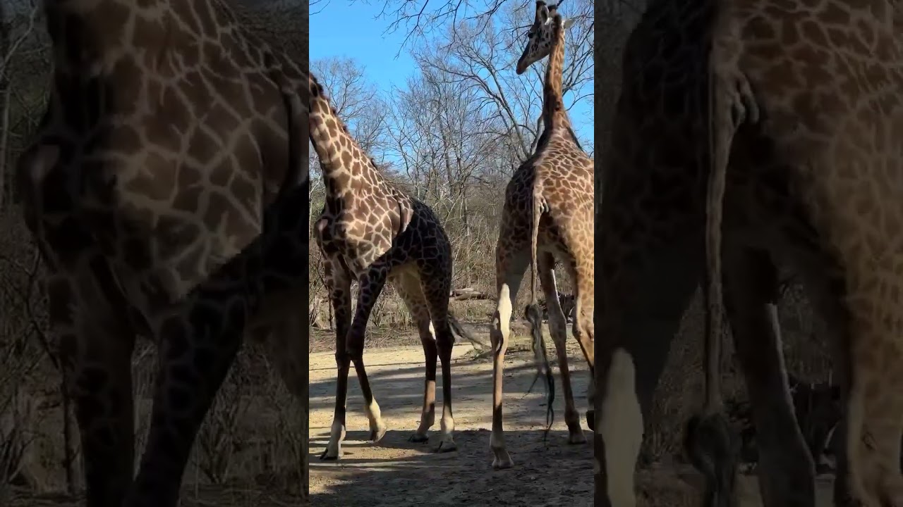 Playful giraffes enjoy a fun and energetic afternoon game