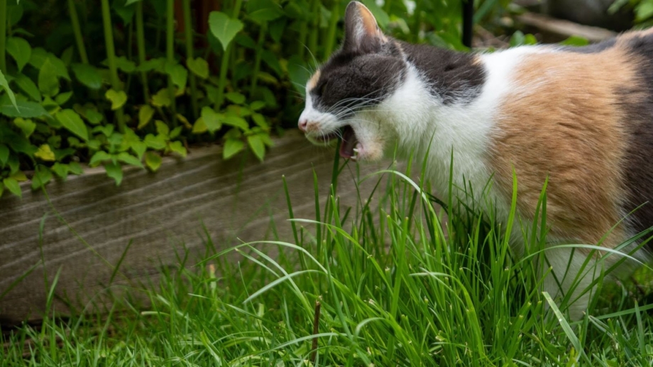 Cat Poop in the Garden Beds: What to Do
