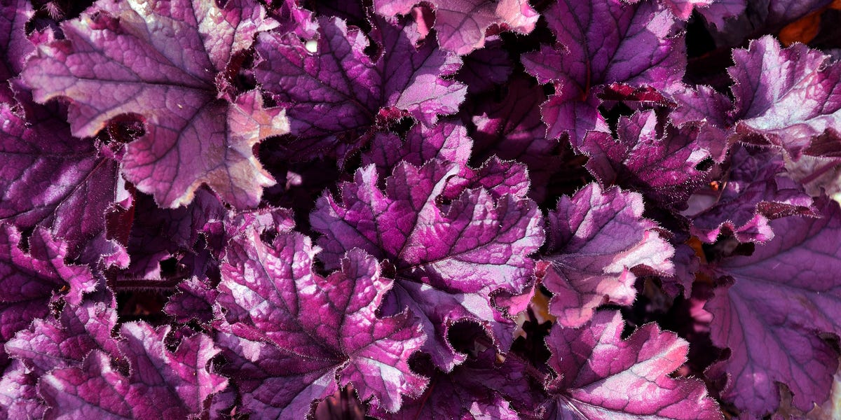 How to grow heuchera (coral bells): the easy-care plant gardeners love