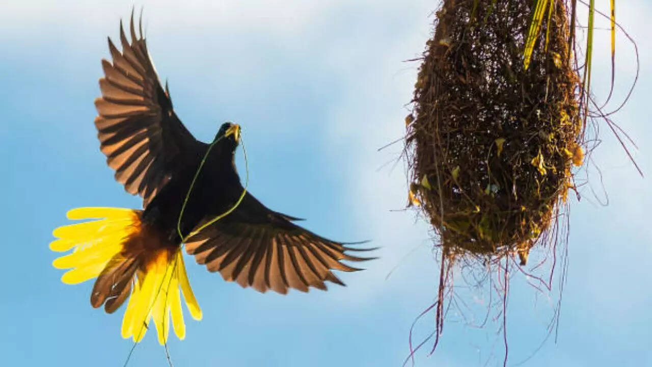 5 Wild Species That Build Homes More Complex Than Humans