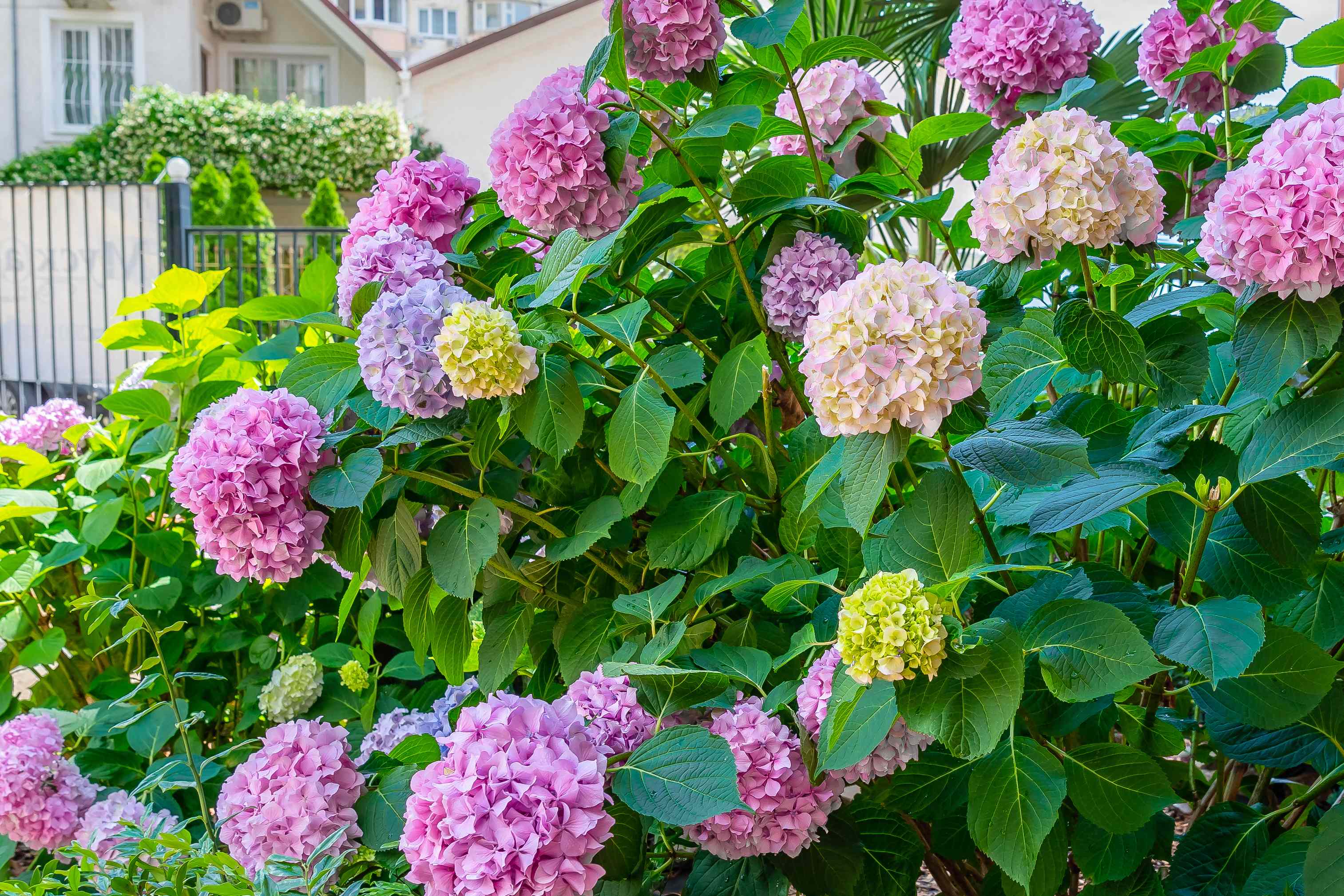 Is it time to thin out your hydrangea bush? Here’s how to tell