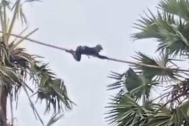 Pertarungan Nyata Syamsul di Puncak Pohon Lontar untuk Rp 7.500