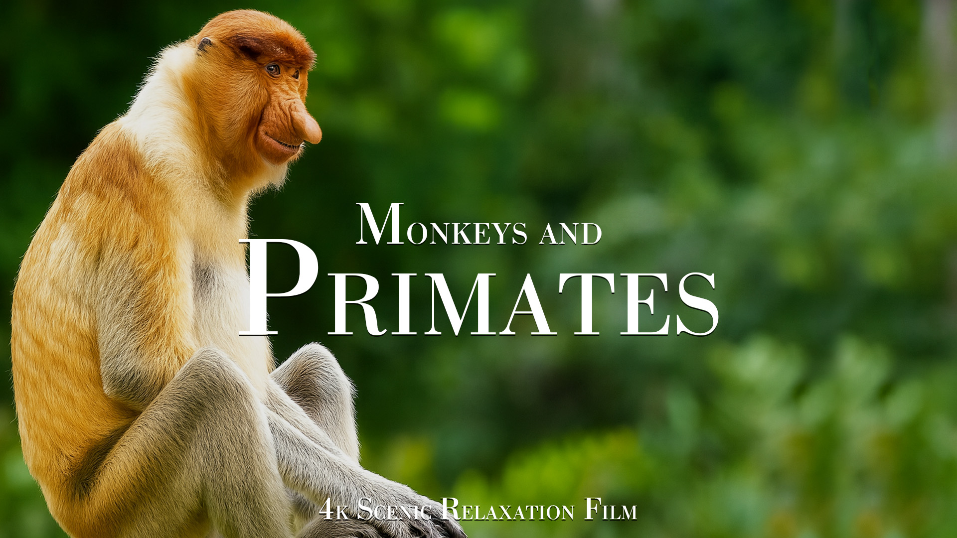 What Asian Primates Look Like Captured in 4K