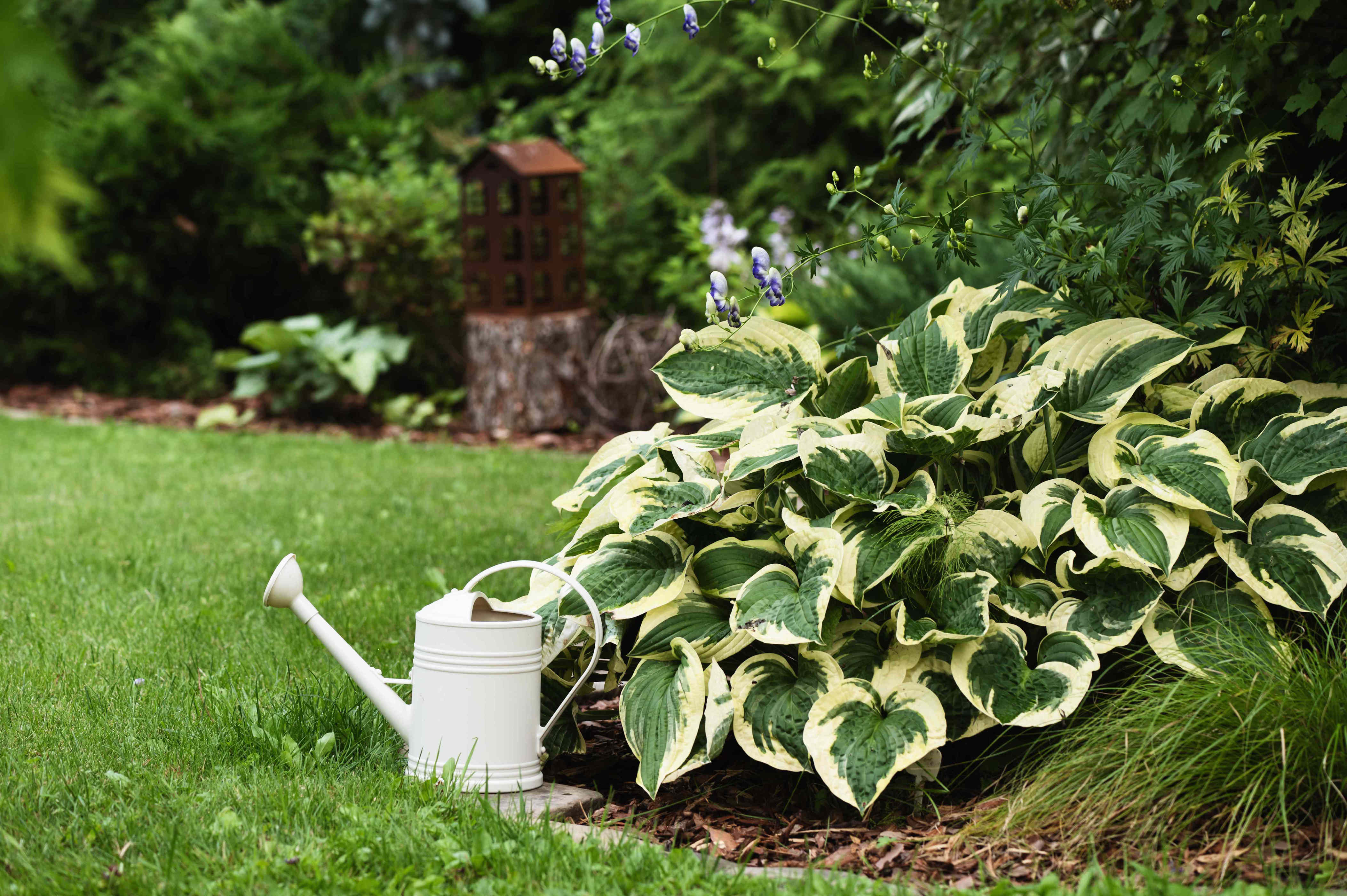 5 places you should never plant hostas, according to gardening experts
