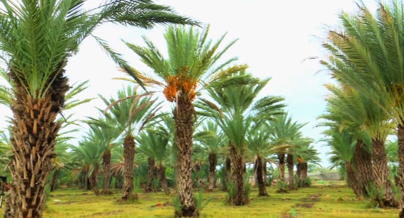 Выращивание финиковых пальм будет определять климатическую и экономическую стратегию Эфиопии, говорится в премии Халифы