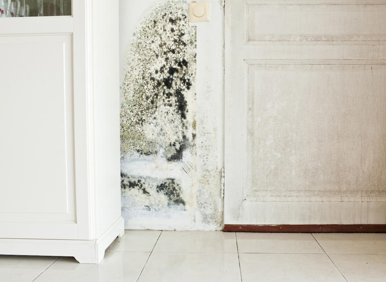 How to Test for Mold in Your Home
