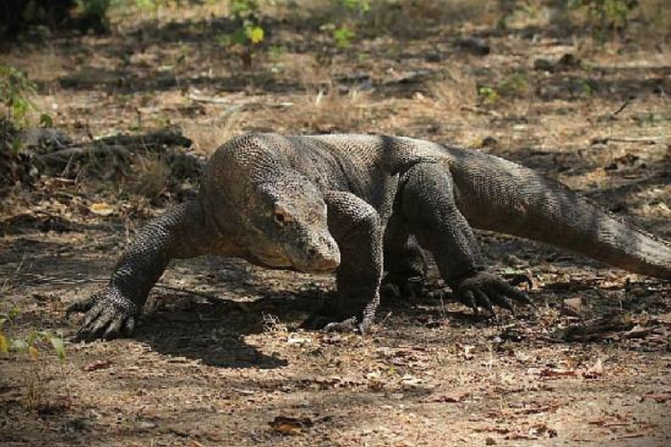Panduan Wisata Pulau Komodo: Aktivitas Seru dan Tips Aman Menghadapi Reptil Purba