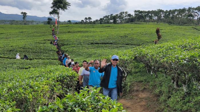 Promosikan Wisata, Bupati Zurdi Nata Berhiking di Kebun Teh Kabawetan Kepahiang