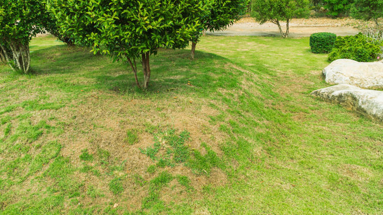 A lawn with patches of dead grass