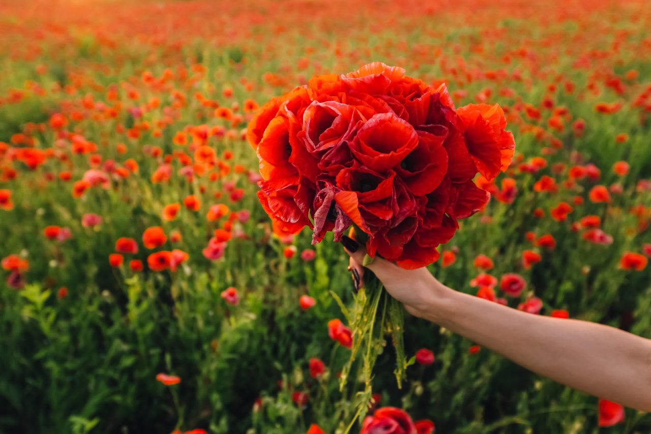 Deine Sternzeichen-Blume: Welche Blüte spiegelt deine Seele wider?