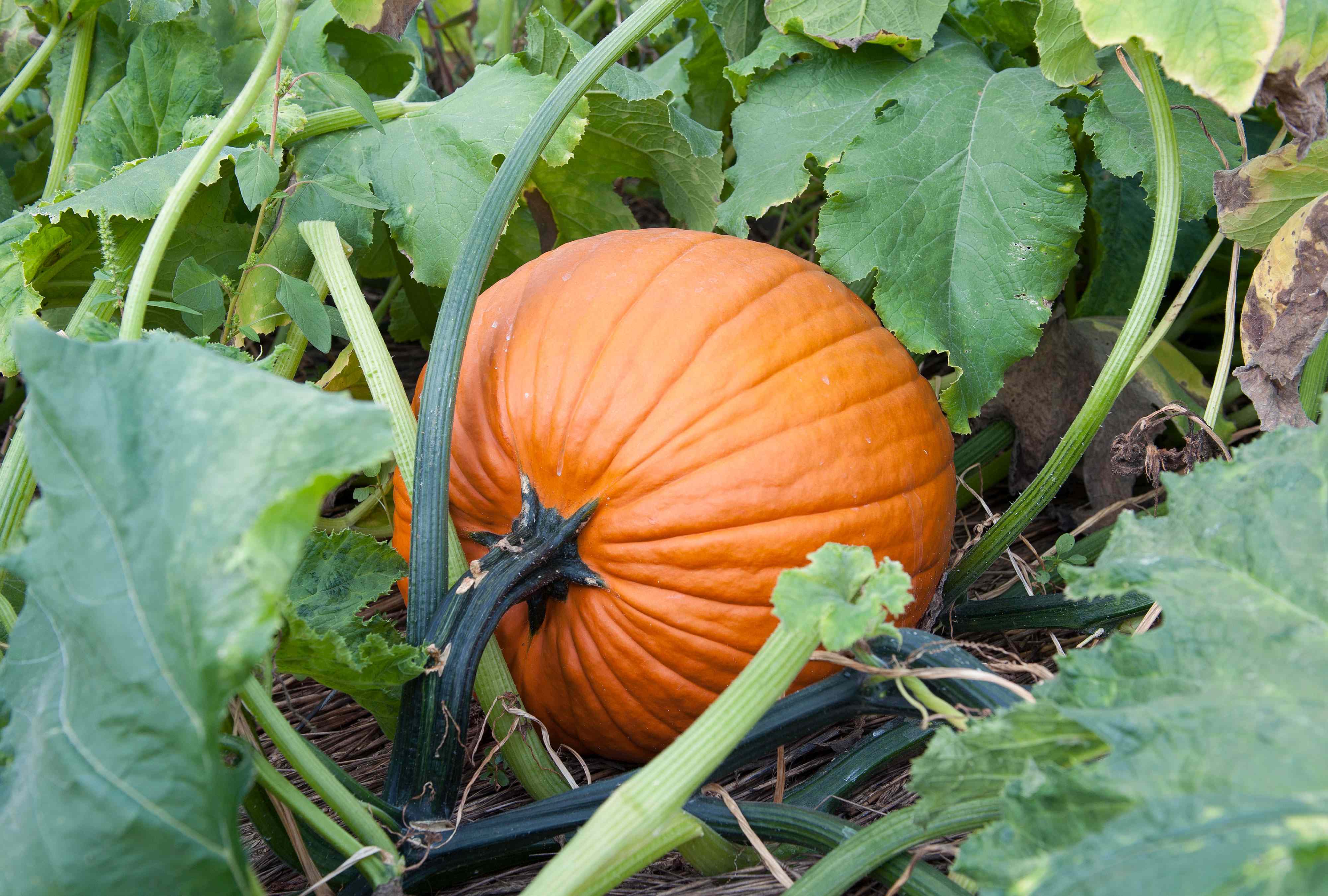 8 Reasons Your Pumpkin Leaves Are Turning Yellow—and How to Fix It