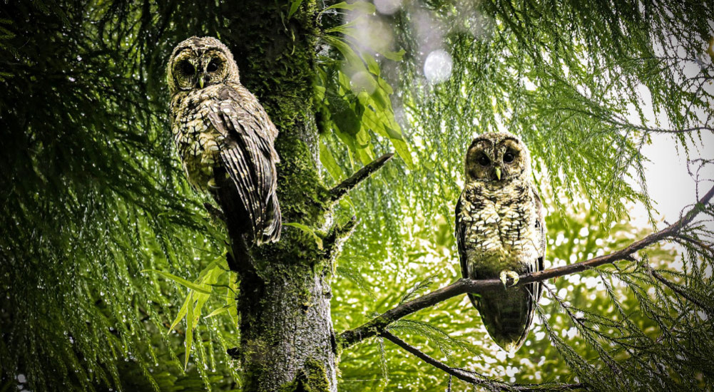 Burung hantu kayu Himalaya langka dilihat di Ilam
