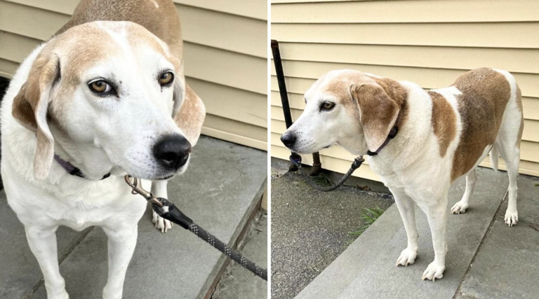 Heartbreaking Rescue: Sweet Hazel Mae Needs a New Home as Beloved Owner Battles Illness