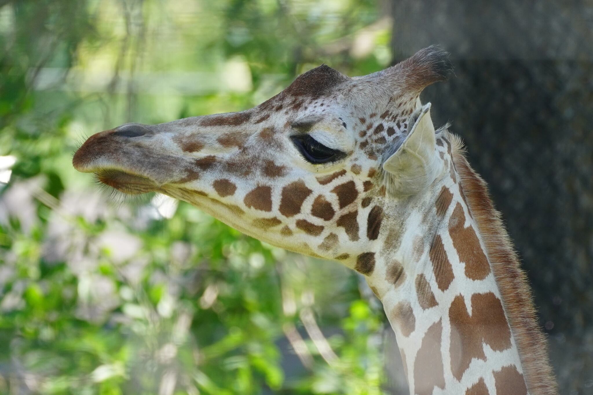 Topeka Zoo mourns beloved giraffe, Liz
