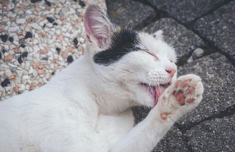 Gallery Detail: 9 Subtle Signs Of Loneliness In Cats Owners Often Miss