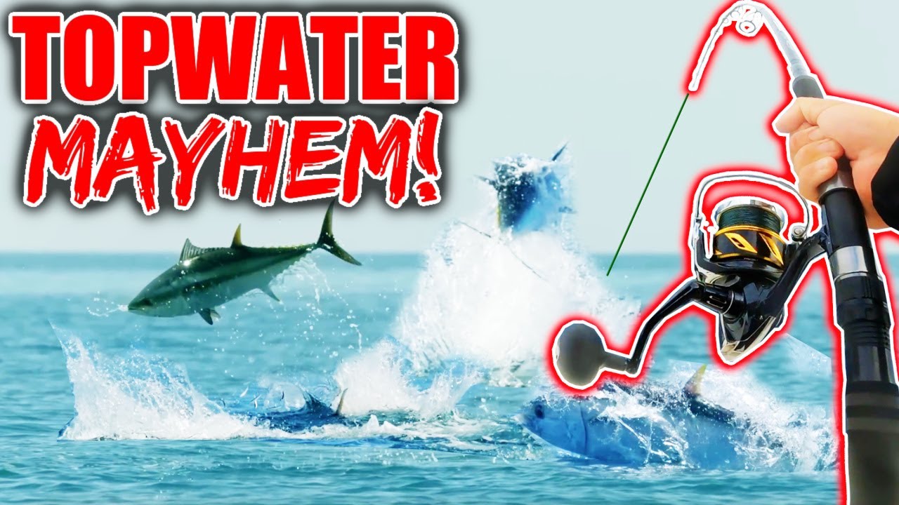 Topwater baits create feeding frenzy with giant tuna