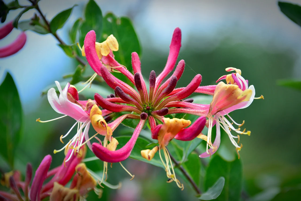 Deine Sternzeichen-Blume: Welche Blüte spiegelt deine Seele wider?