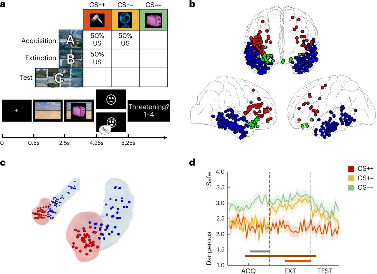 Neural Insights Reveal Brain's Fear Memory Control