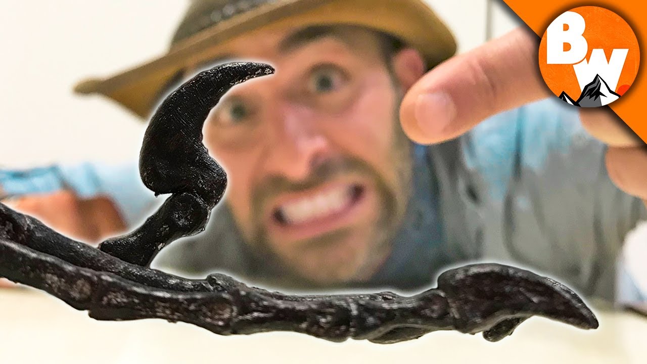 Discovering the World’s Smallest Raptor