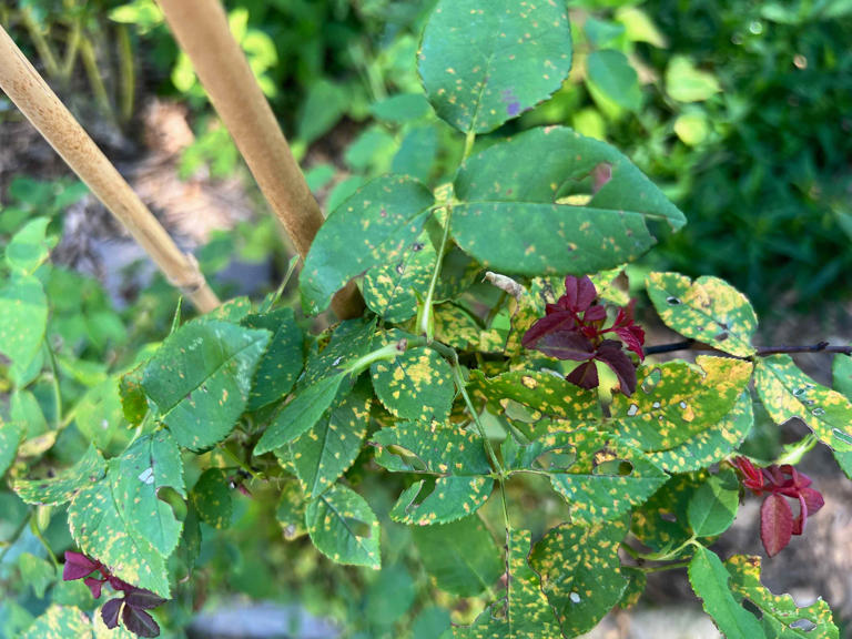 How To Figure Out What's Eating Your Roses—And What To Do About It