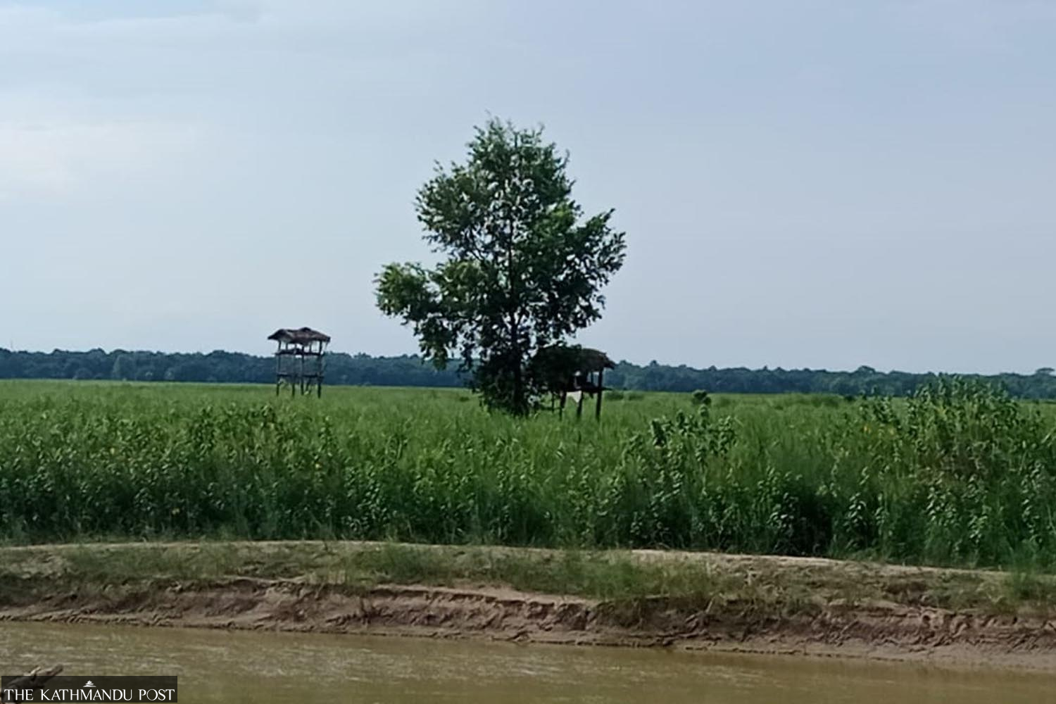 Petani Kanchanpur mengambil risiko nyawa dengan tidur di lapangan untuk melindungi tanaman mereka da
