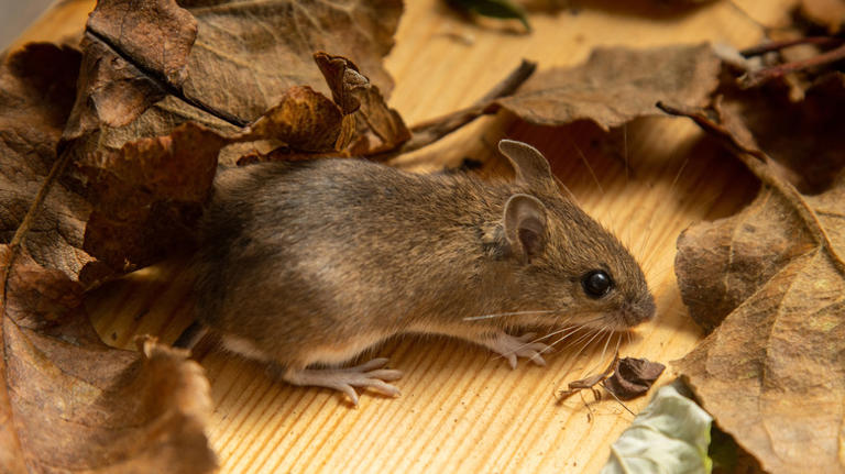 Small brown mouse surrounded by dead leaves