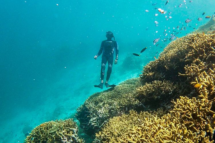 Turis Belanda Meninggal Saat Menyelam di Perairan Taman Nasional Komodo