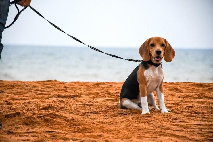 5 Anjing Ramah yang Cocok dengan Kucing, Tidak Masalah