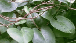 Daun Binahong: Ternyata Berkhasiat untuk Kesehatan