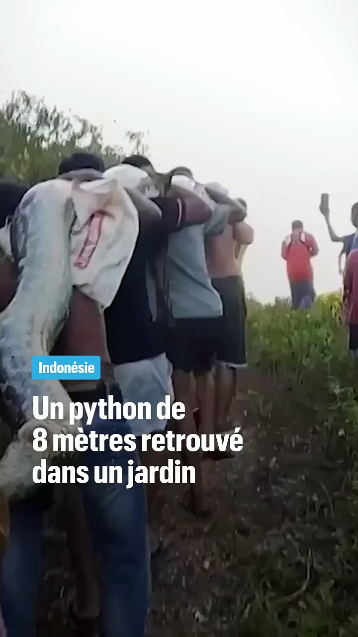 Un python de 8 mètres de long retrouvé dans un jardin