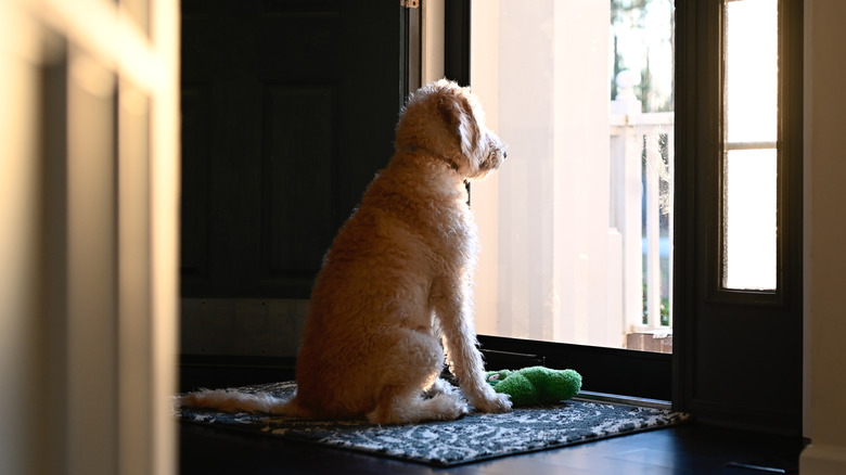 If Your Puppy Isn T Potty Trained By This Age It S Time To Start