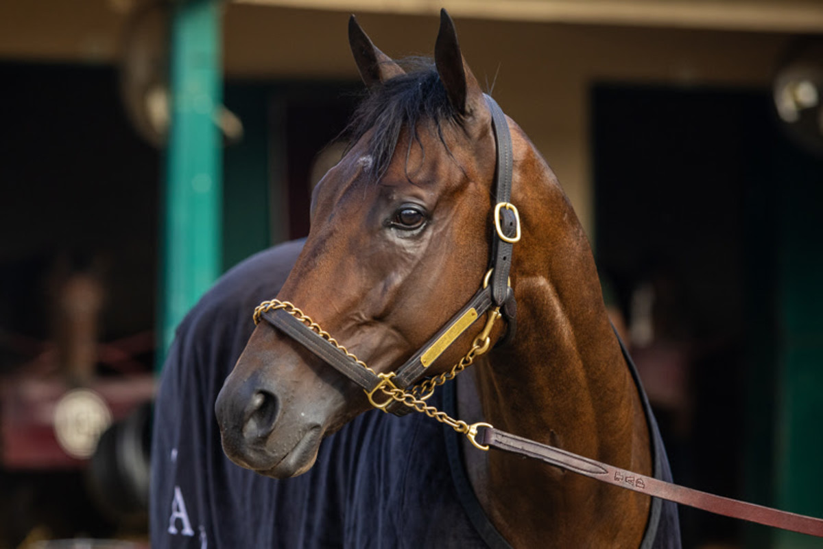 Path To Breeders' Cup TBD For Pacific Classic Winner Fierceness; Runner ...