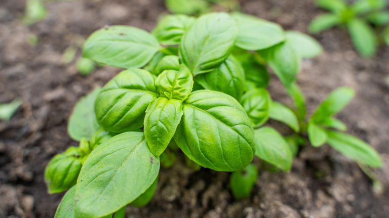 The Best Methods For Harvesting Your Basil Plants