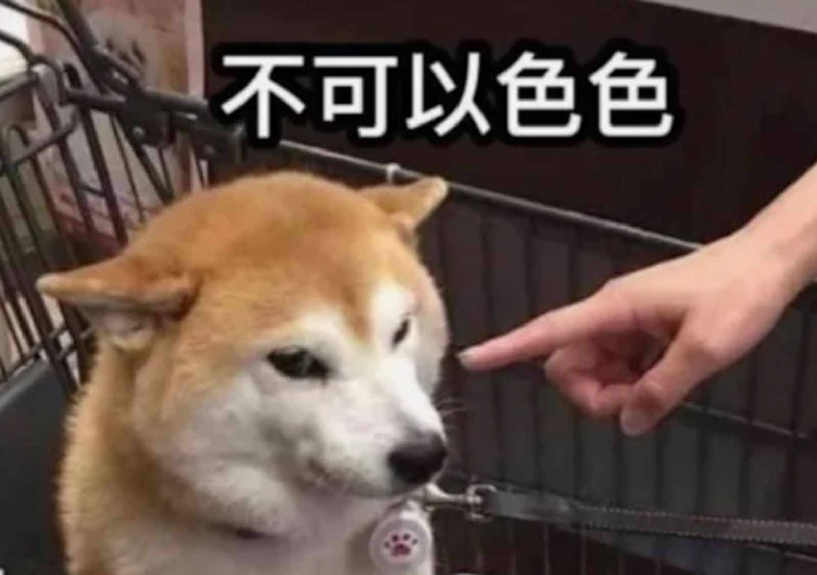 梗圖「不可以色色」柴犬過世！ 主人發文證實「踏上彩虹橋」：期待再見面