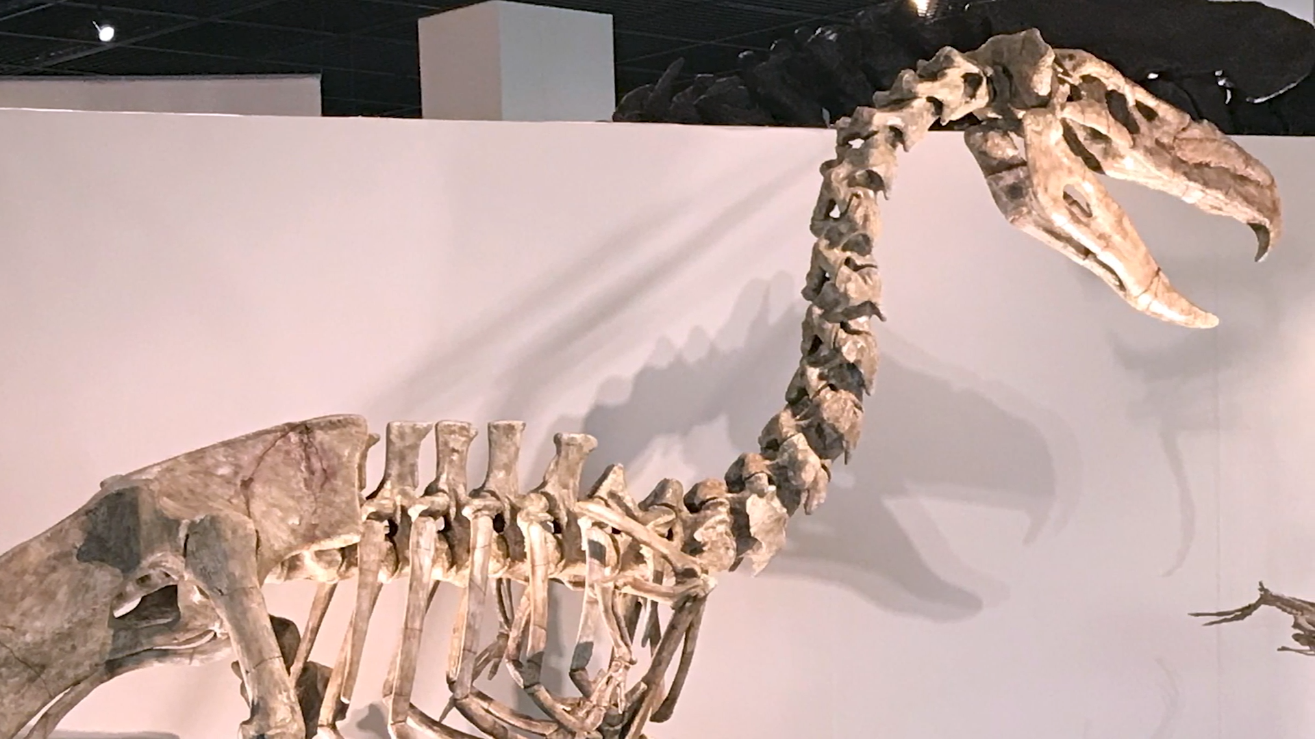 The incredible animals early humans never saw